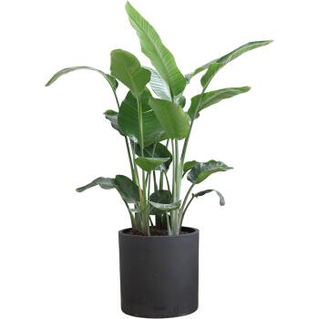 一年四季該如何維護綠植呢？