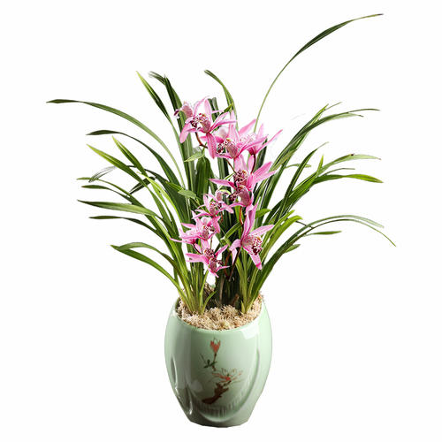 室內花卉養植八大原則