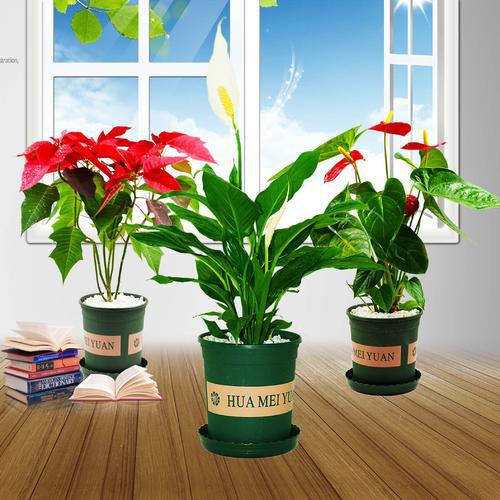 花卉租賃有哪些優(yōu)勢呢？