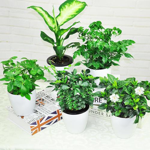 綠植生長(cháng)過(guò)程中會(huì )出現什么問(wèn)題？