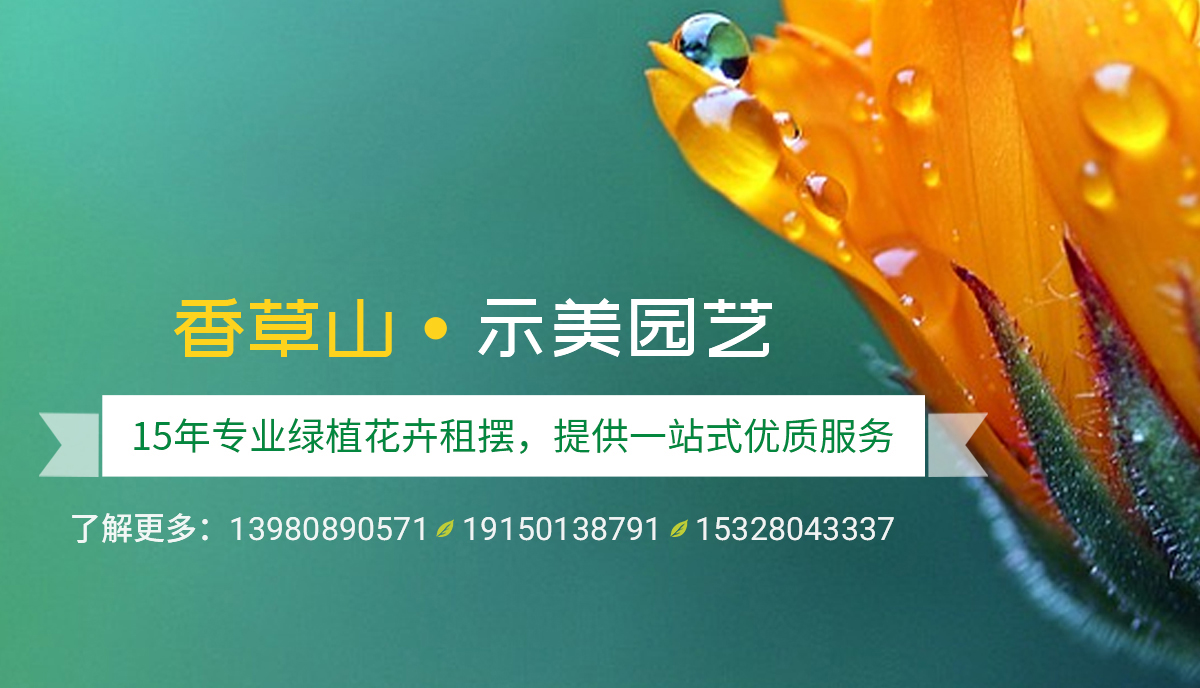 香草山園藝：一千種多肉，一千種乖萌