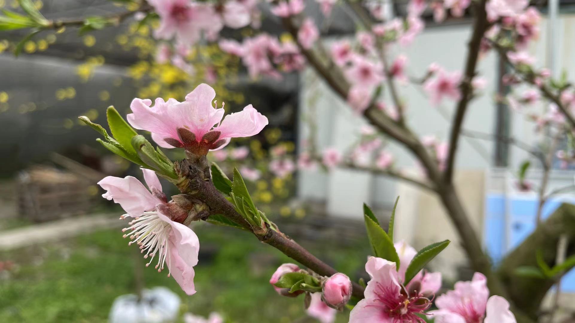 春暖花開(kāi)，綠植租賃綠植租擺成都香草山示美園藝設計有限公司苗圃基地的花開(kāi)了